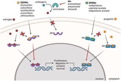 Targeting nuclear hormone receptors for the prevention of breast cancer